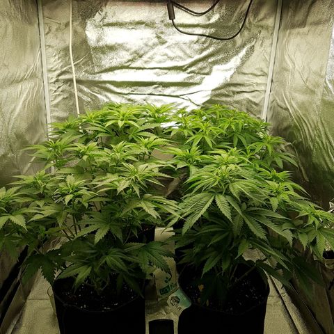 3xRuntz🤪&1xCritical🧐 growlog timeline photo