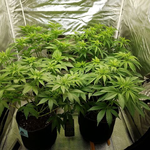 3xRuntz🤪&1xCritical🧐 growlog photo: ...nach der drehung💃