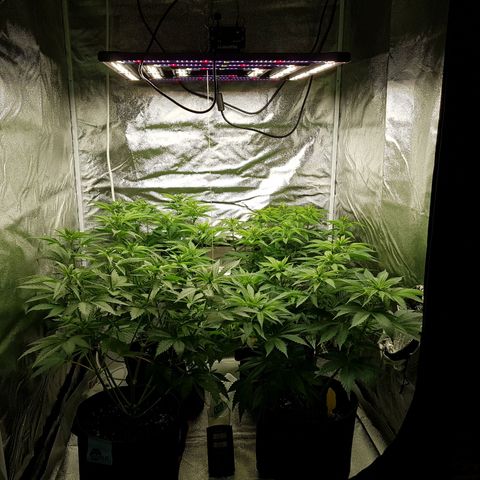 3xRuntz🤪&1xCritical🧐 growlog timeline photo