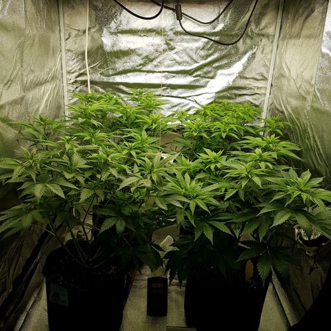 3xRuntz🤪&1xCritical🧐 growlog timeline photo