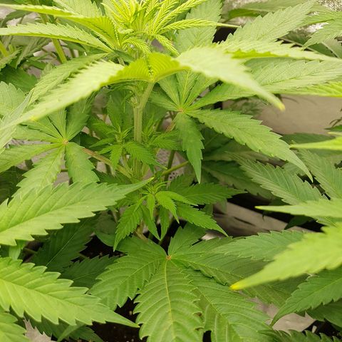 3xRuntz🤪&1xCritical🧐 growlog timeline photo