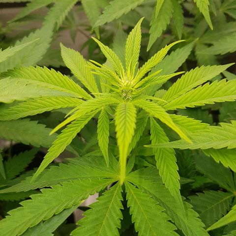 3xRuntz🤪&1xCritical🧐 growlog photo: Ab geht's 😎
