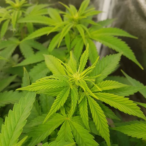 3xRuntz🤪&1xCritical🧐 growlog timeline photo