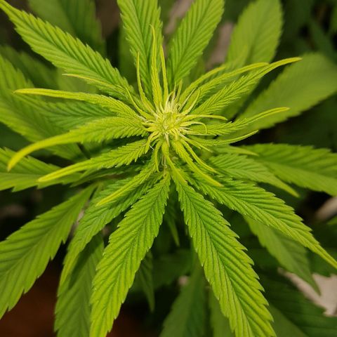 3xRuntz🤪&1xCritical🧐 growlog timeline photo