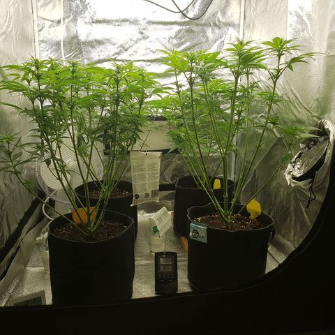 3xRuntz🤪&1xCritical🧐 growlog timeline photo