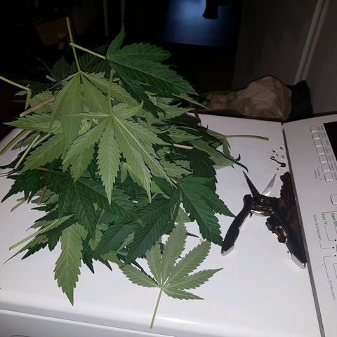3xRuntz🤪&1xCritical🧐 growlog timeline photo