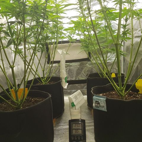 3xRuntz🤪&1xCritical🧐 growlog timeline photo