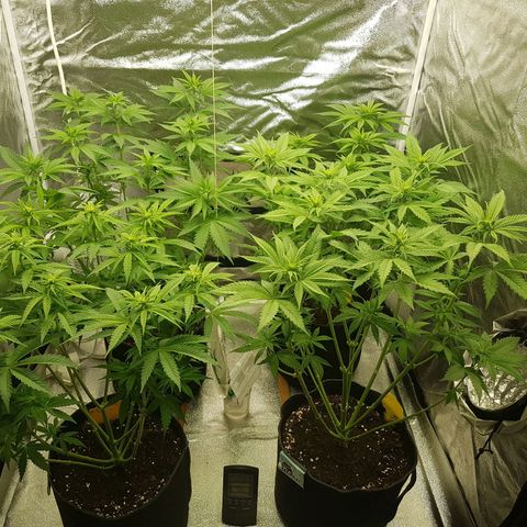 3xRuntz🤪&1xCritical🧐 growlog timeline photo