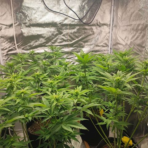 3xRuntz🤪&1xCritical🧐 growlog timeline photo