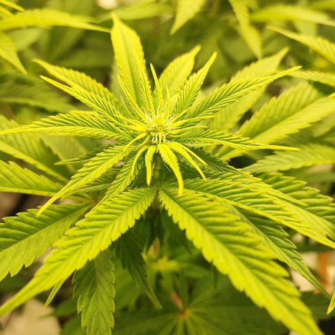 3xRuntz🤪&1xCritical🧐 growlog timeline photo