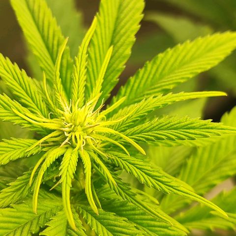 3xRuntz🤪&1xCritical🧐 growlog timeline photo