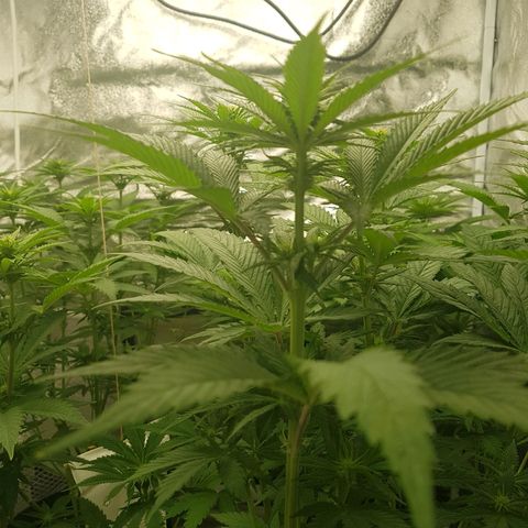 3xRuntz🤪&1xCritical🧐 growlog timeline photo