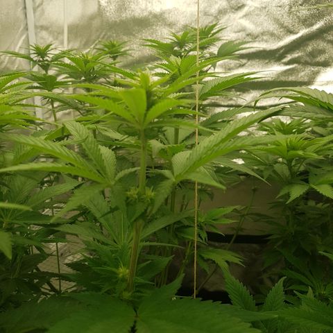 3xRuntz🤪&1xCritical🧐 growlog timeline photo
