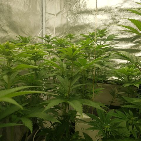 3xRuntz🤪&1xCritical🧐 growlog timeline photo