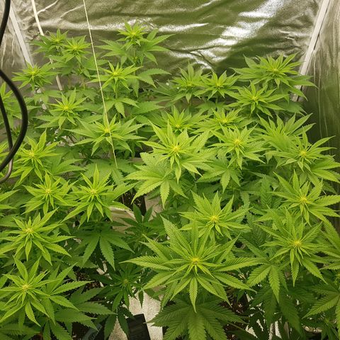 3xRuntz🤪&1xCritical🧐 growlog timeline photo