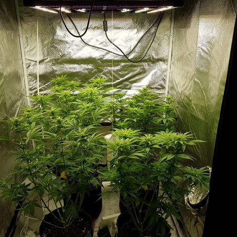 3xRuntz🤪&1xCritical🧐 growlog timeline photo