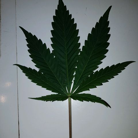 3xRuntz🤪&1xCritical🧐 growlog timeline photo
