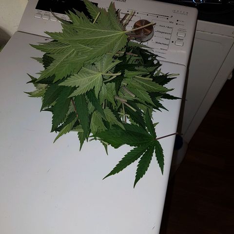 3xRuntz🤪&1xCritical🧐 growlog timeline photo