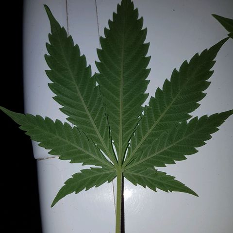 3xRuntz🤪&1xCritical🧐 growlog timeline photo