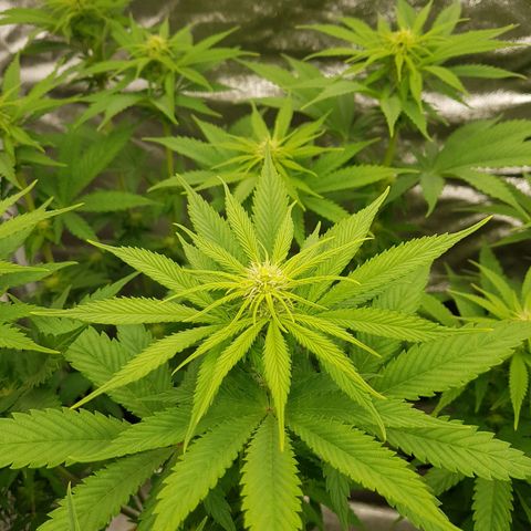 3xRuntz🤪&1xCritical🧐 growlog timeline photo