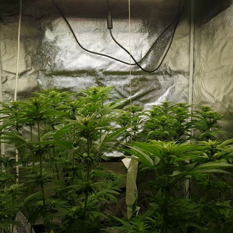 3xRuntz🤪&1xCritical🧐 growlog timeline photo