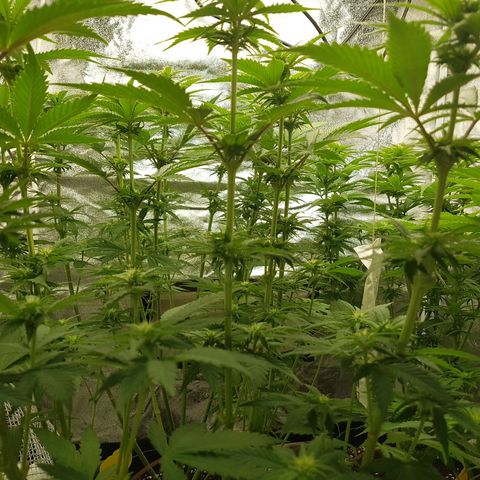 3xRuntz🤪&1xCritical🧐 growlog timeline photo