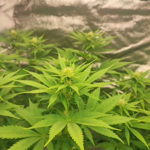 3xRuntz🤪&1xCritical🧐 growlog timeline photo