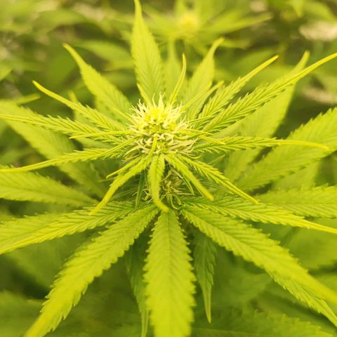 3xRuntz🤪&1xCritical🧐 growlog timeline photo
