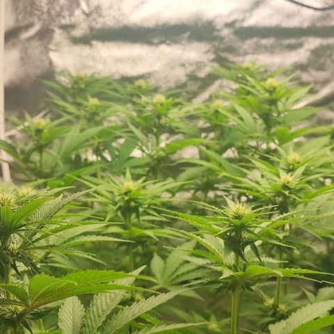 3xRuntz🤪&1xCritical🧐 growlog timeline photo