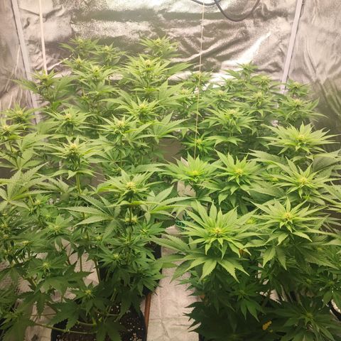 3xRuntz🤪&1xCritical🧐 growlog timeline photo