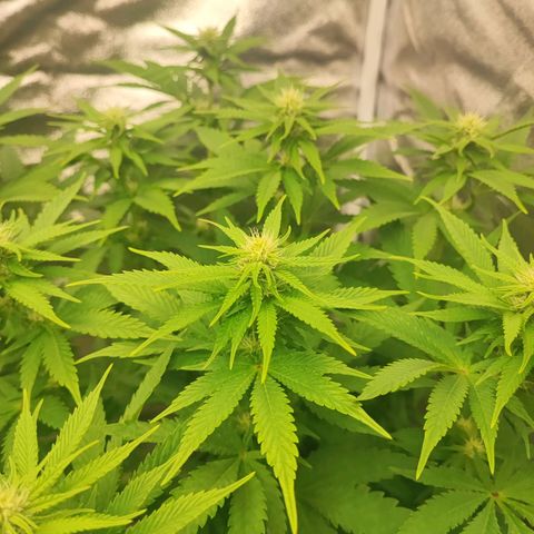 3xRuntz🤪&1xCritical🧐 growlog timeline photo