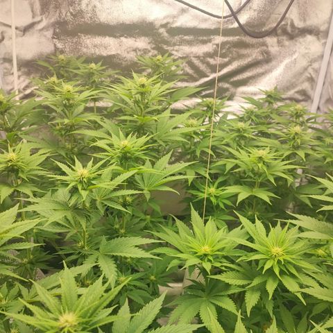 3xRuntz🤪&1xCritical🧐 growlog timeline photo