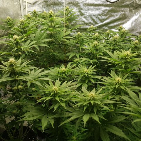 3xRuntz🤪&1xCritical🧐 growlog timeline photo