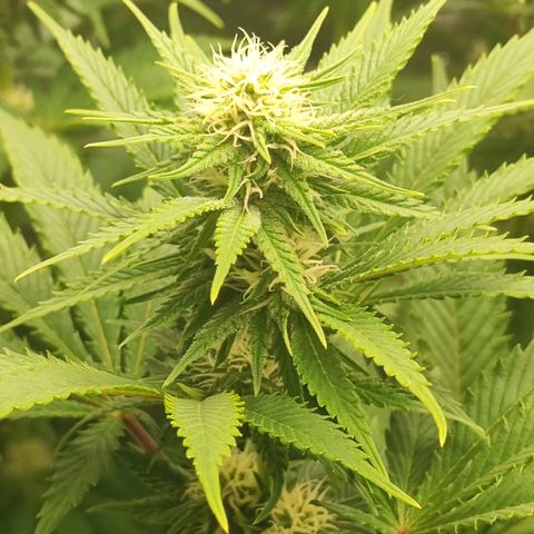 3xRuntz🤪&1xCritical🧐 growlog timeline photo
