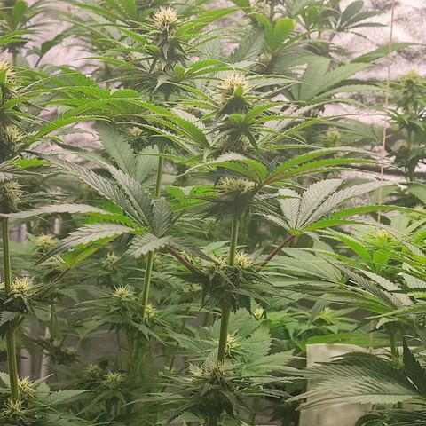 3xRuntz🤪&1xCritical🧐 growlog timeline photo