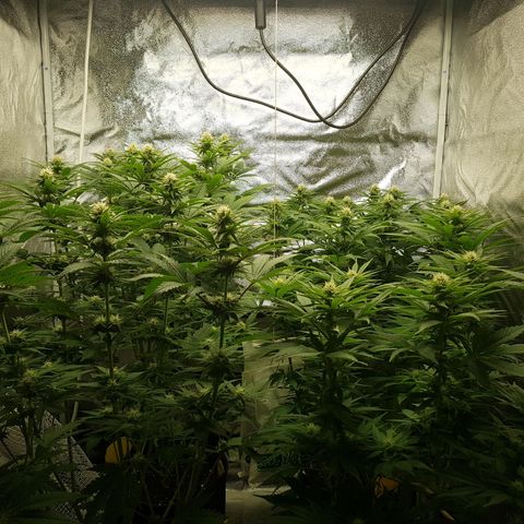 3xRuntz🤪&1xCritical🧐 growlog timeline photo