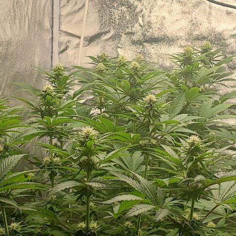 3xRuntz🤪&1xCritical🧐 growlog timeline photo