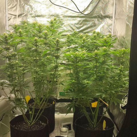 3xRuntz🤪&1xCritical🧐 growlog timeline photo