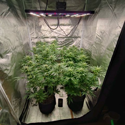 3xRuntz🤪&1xCritical🧐 growlog timeline photo