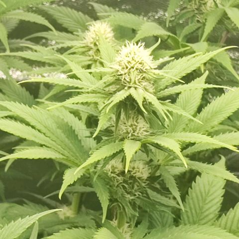 3xRuntz🤪&1xCritical🧐 growlog timeline photo