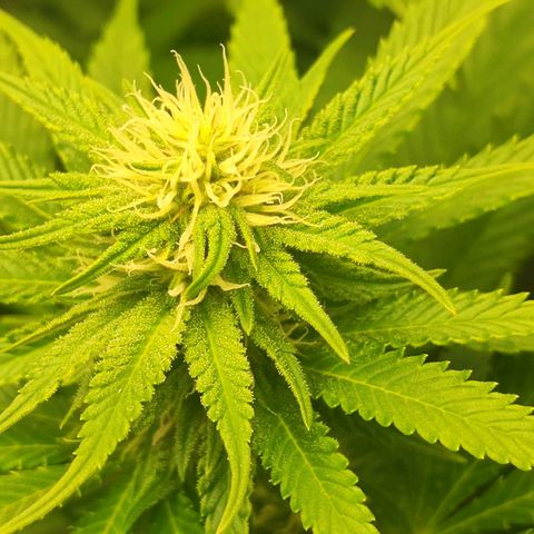 3xRuntz🤪&1xCritical🧐 growlog timeline photo