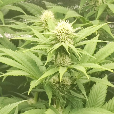 3xRuntz🤪&1xCritical🧐 growlog timeline photo