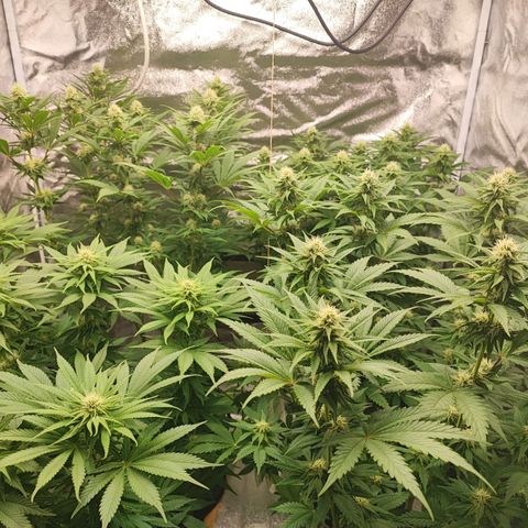 3xRuntz🤪&1xCritical🧐 growlog timeline photo