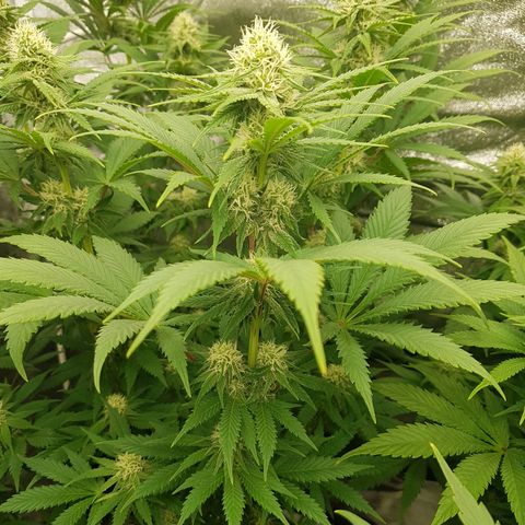 3xRuntz🤪&1xCritical🧐 growlog timeline photo