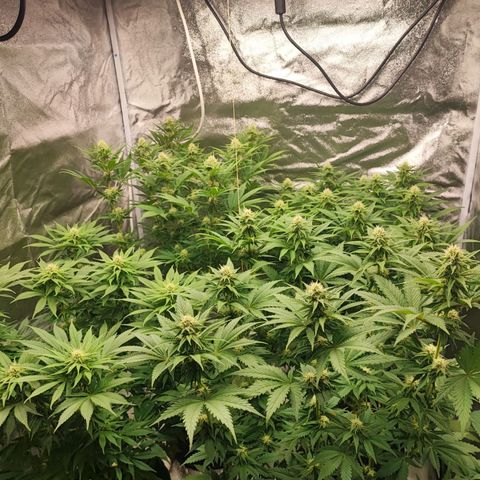 3xRuntz🤪&1xCritical🧐 growlog timeline photo