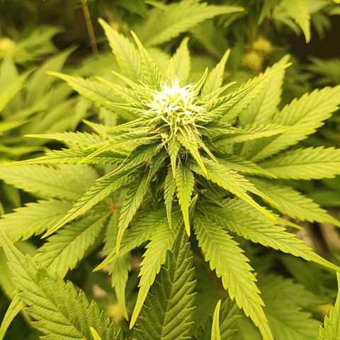 3xRuntz🤪&1xCritical🧐 growlog timeline photo