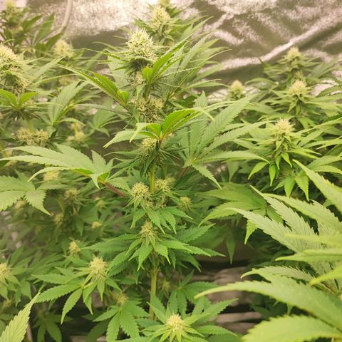 3xRuntz🤪&1xCritical🧐 growlog timeline photo