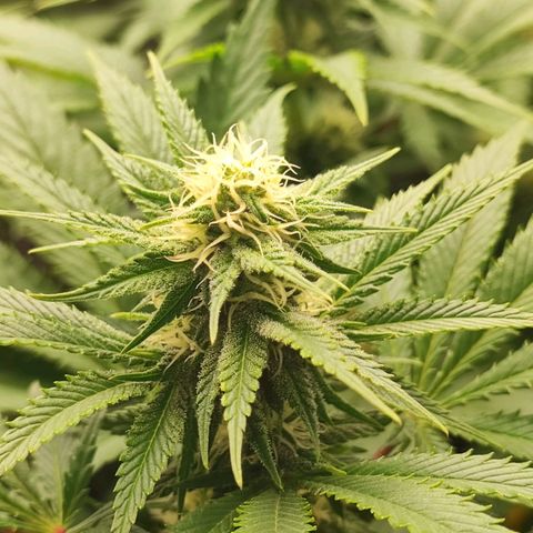 3xRuntz🤪&1xCritical🧐 growlog timeline photo