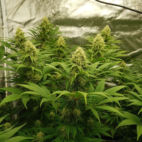 3xRuntz🤪&1xCritical🧐 growlog photo: ...und wie es riecht😚