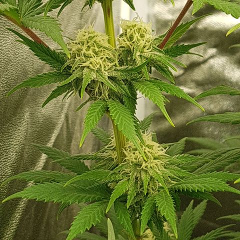 3xRuntz🤪&1xCritical🧐 growlog photo: ...und wie es riecht😚